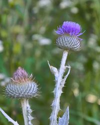 Close-up of purple thistle flower