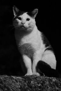 Close-up of cat looking away while sitting on rock against black background