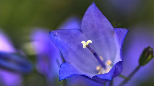 Close-up of purple flowering plant