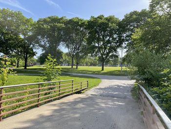Footpath amidst trees
