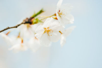 Close-up of white flowers blooming on tree against sky