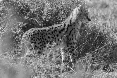 Side view of cat on field