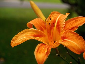 Close-up of orange flower blooming outdoors