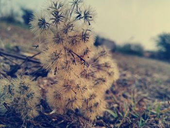 Close-up of plant