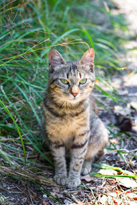 A stray tabby cat sits on the grass in the garden