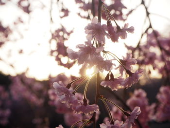 Close-up of cherry blossom