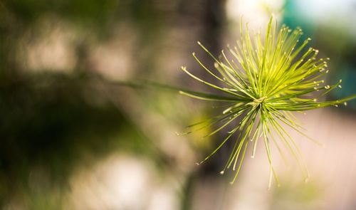 Close-up of dandelion plant