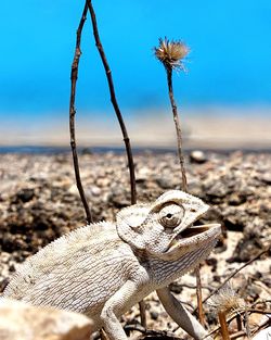 Close-up of lizard on desert