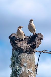 Low angle view of bird perching on rock against sky