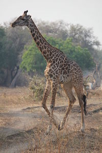 Side view of giraffe