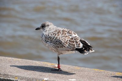 Close-up of bird perching on water