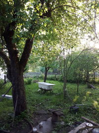 Trees on field in forest