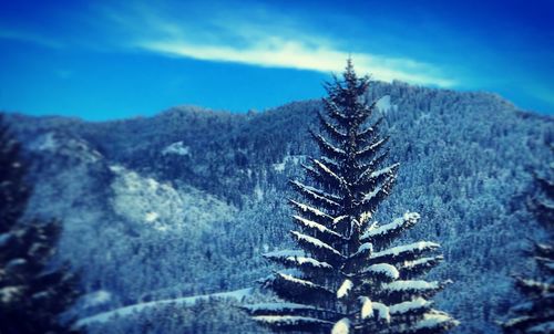 Close-up of tree on mountain against blue sky
