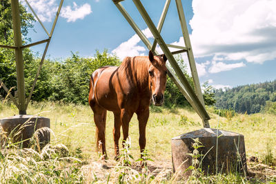 Horse standing in a field