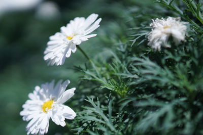 Close-up of white flowering plants