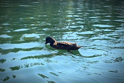 High angle view of duck swimming in lake