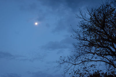 Low angle view of silhouette tree against sky at night