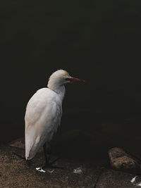 Bird perching on rock