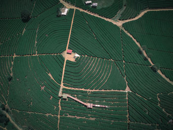 Aerial view of agricultural field