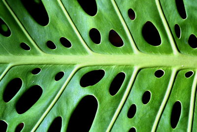 Full frame shot of leaf