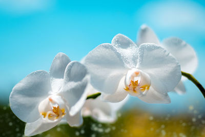 Close-up of white flowering plant