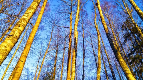 Low angle view of trees in forest