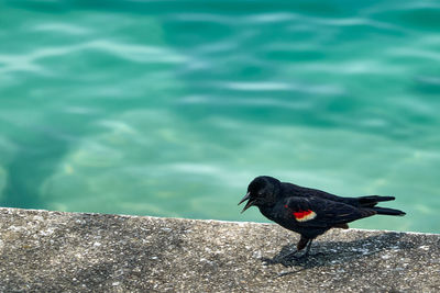 Close-up of bird perching on retaining wall