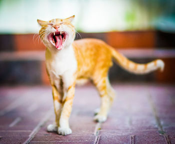 Close-up of kitten yawning at home