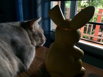 Close-up of cat relaxing at home