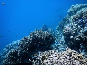 Fish swimming by coral in sea