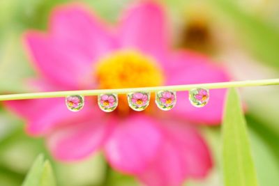 Close-up of pink flower