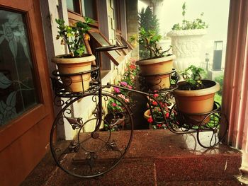 Potted plants in backyard