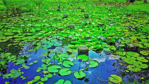 High angle view of lotus water lily in pond