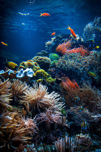 Close-up of fish swimming in sea