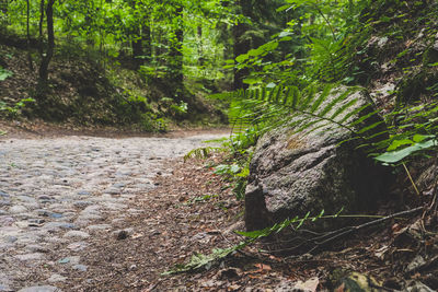 Trees growing in forest
