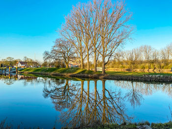 Bare tree by river against blue sky