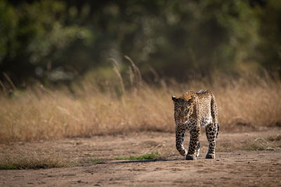 Leopard walks past long grass in savannah