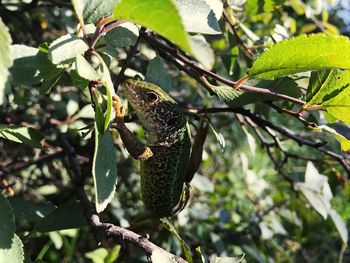 Close-up of bird perching on tree