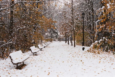 Snow covered land and trees in forest