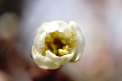 Close-up of flower