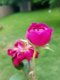 Close-up of pink flower blooming outdoors