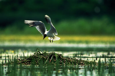 Bird flying over lake