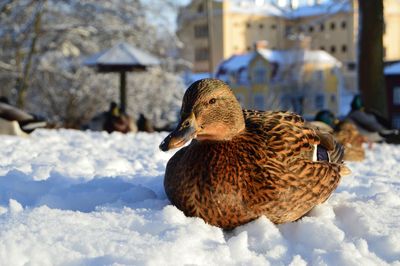 Close-up of duck on snow