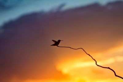 Silhouette hummingbird on twig against orange sky