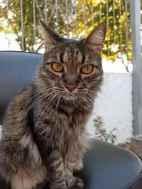 Close-up portrait of tabby cat sitting outdoors