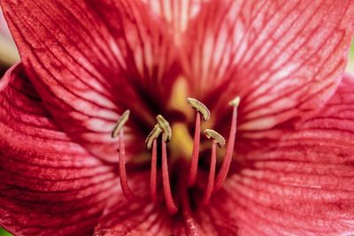 Close-up of red flower blooming outdoors