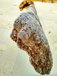 Close-up of damaged tree on beach