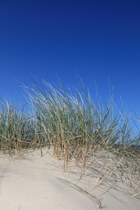 Scenic view of landscape against clear blue sky