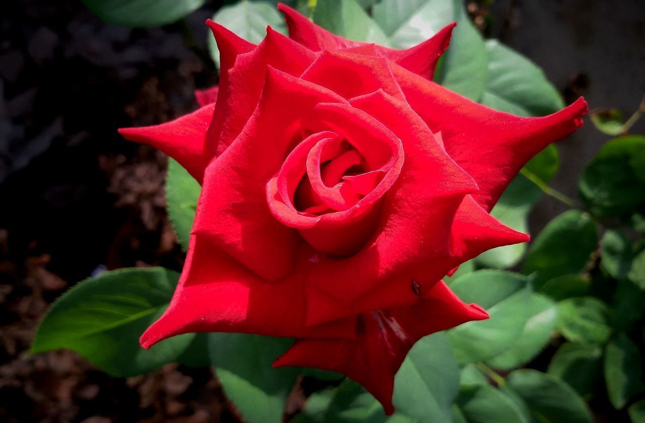 CLOSE-UP OF RED ROSE IN BLOOM