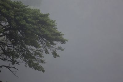 Low angle view of tree against clear sky